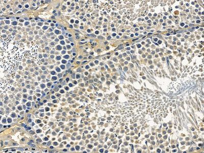 OR5A1 Antibody - DF5203 at 1/100 staining rat testis tissue by IHC-P.
