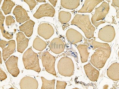 OR5A1 Antibody - DF5203 at 1/100 staining rat muscle tissue by IHC-P.