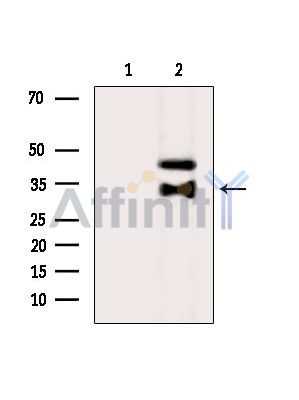 OR8K3 Antibody - Western blot analysis of extracts from HepG2 cells(heat-shock treatment), using OR8K3 Antibody.