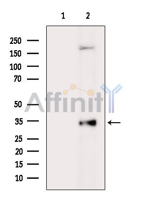 TAS2R45 Antibody - Western blot analysis of extracts from HepG2 cells(heat-shock treatment), using TAS2R45 Antibody.