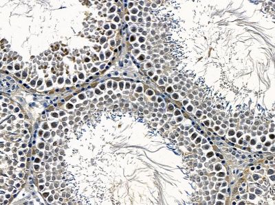 US28 Antibody - DF5217 at 1/100 staining rat testis tissue by IHC-P.