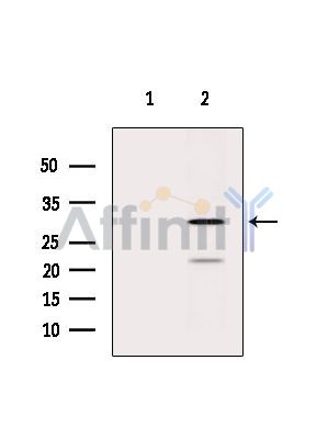 PRDX4 Antibody - Western blot analysis of extracts from Rat liver, using PRDX4 Antibody.