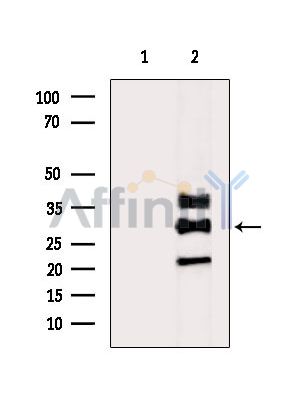 FRAT1 Antibody - Western blot analysis of extracts from HepG2 cells(heat-shock treatment), using FRAT1 Antibody.