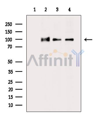 KIFAP3 Antibody - Western blot analysis of extracts from various samples, using KIFAP3 Antibody.