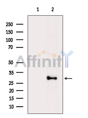 COPS7B Antibody - Western blot analysis of extracts from Mouse brain, using COPS7B Antibody.
