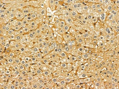 NTR2 Antibody - DF8685 at 1/100 staining mouse liver tissue by IHC-P.