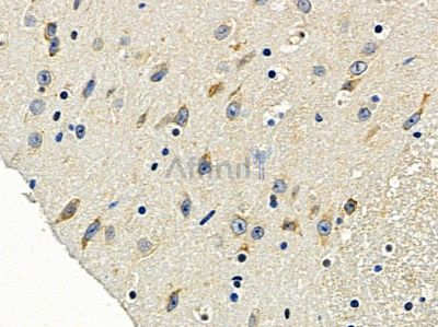 OR5H6 Antibody - DF8700 at 1/100 staining mouse brain tissue by IHC-P.