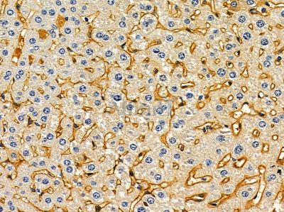 OR7C2 Antibody - DF8703 at 1/100 staining mouse liver tissue by IHC-P.