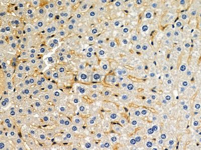 OR9G1 Antibody - DF8705 at 1/100 staining mouse liver tissue by IHC-P.