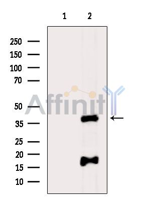 PDCD2 Antibody - Western blot analysis of extracts from Mouse brain, using PDCD2 Antibody.