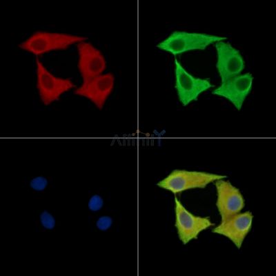APBA2 Antibody - DF9203 staining Hela cells by IF/ICC.