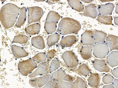 AMOT Antibody - DF9208 at 1/100 staining rat muscle tissue by IHC-P.