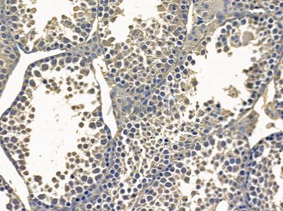 CST6 Antibody - DF9426 at 1/100 staining mouse testis tissue by IHC-P.