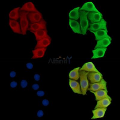 GIMAP7 Antibody - DF9547 staining Hela cells by IF/ICC.