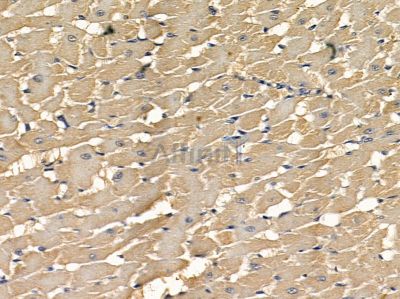 MEGF6 Antibody - DF9644 at 1/100 staining rat heart tissue by IHC-P.