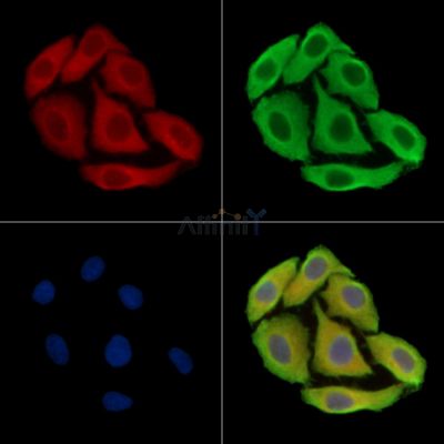 MEGF6 Antibody - DF9644 staining Hela cells by IF/ICC.