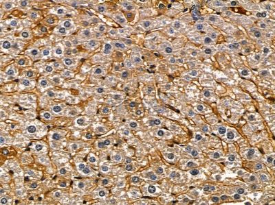 ATP2B2 Antibody - DF9757 at 1/100 staining mouse liver tissue by IHC-P.