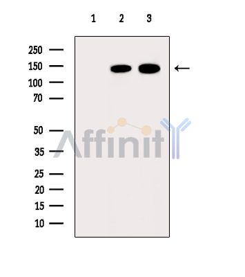 RHG12 Antibody - Western blot analysis of extracts from various samples, using RHG12 Antibody.