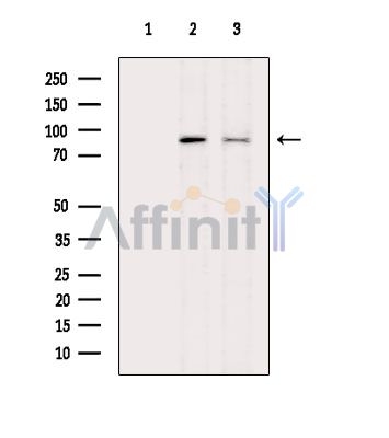 Phospho-DRP1 (Ser616) Antibody - Western blot analysis of extracts from various samples, using Phospho-DRP1 (Ser616) Antibody.