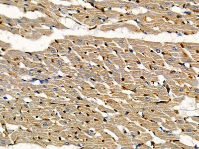 Elongin A1 Antibody - AF9059 at 1/100 staining rat heart tissue by IHC-P.