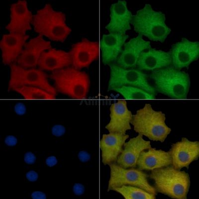 GRP78 Mouse monoclonal Antibody - BF8024 staining HepG2 cells by IF/ICC.