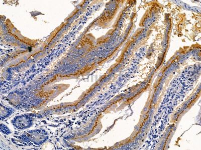 GRP78 Mouse monoclonal Antibody - BF8024 at 1/100 staining rat colorectal tissue by IHC-P.