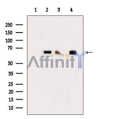 HCRTR1 Mouse Monoclonal Antibody - Western blot analysis of extracts from various samples, using HCRTR1 Mouse Monoclonal Antibody.