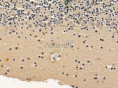 STRN Antibody - DF10123 at 1/100 staining mouse brain tissue by IHC-P.