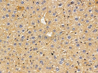 FDCSP Antibody - DF10187 at 1/100 staining rat heart tissue by IHC-P.
