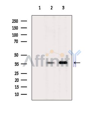 OR13A1 Antibody - Western blot analysis of extracts from various samples, using OR13A1 Antibody.