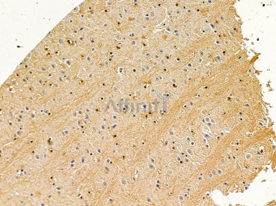 ASPA Antibody - DF12841 at 1/100 staining mouse brain tissue by IHC-P.