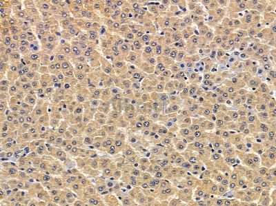 ATL3 Antibody - DF12843 at 1/100 staining rat liver tissue by IHC-P.