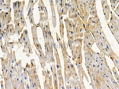 C14orf39 Antibody - DF12863 at 1/100 staining mouse heart tissue by IHC-P.