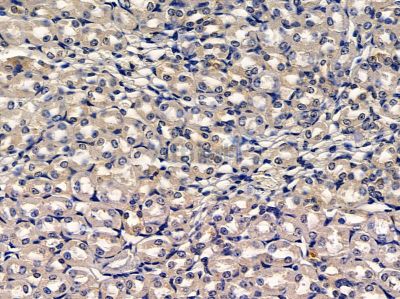 DOC2B Antibody - DF12955 at 1/100 staining mouse kidney tissue by IHC-P.
