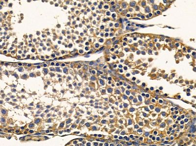 EXPH5 Antibody - DF12992 at 1/100 staining mouse testis tissue by IHC-P.