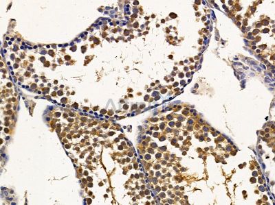 Loricrin Antibody - DF13441 at 1/100 staining mouse testis tissue by IHC-P.