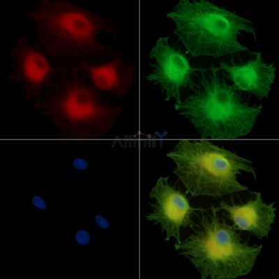 PACS1 Antibody - DF13803 staining A549 cells by IF/ICC.