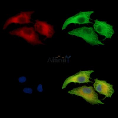 NRAP Antibody - DF13896 staining A549 cells by IF/ICC.
