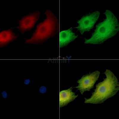 SLC20A2 Antibody - DF14039 staining A549 cells by IF/ICC.