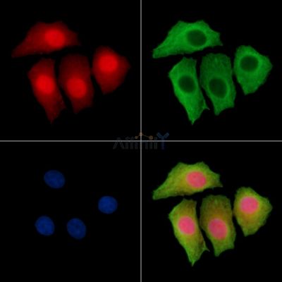 FRYL Antibody - DF14139 staining HepG2 cells by IF/ICC.