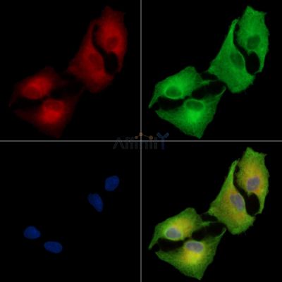MTHFS Antibody - DF14197 staining A549 cells by IF/ICC.