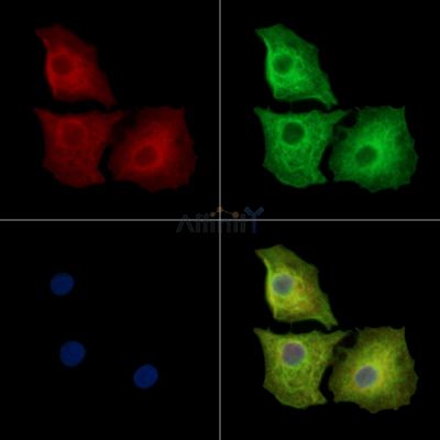 WDR60 Antibody - DF14262 staining A549 cells by IF/ICC.