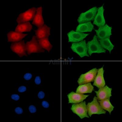 FAM83G Antibody - DF14265 staining HepG2 cells by IF/ICC.