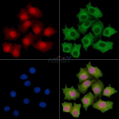KIAA1522 Antibody - DF14276 staining HepG2 cells by IF/ICC.