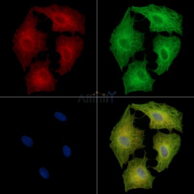 alpha 5 Defensin Antibody - DF14360 staining A549 cells by IF/ICC.