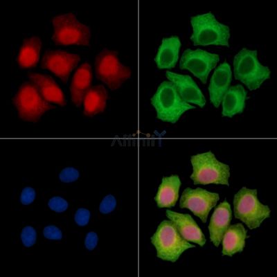BANF1 Antibody - DF14424 staining HepG2 cells by IF/ICC.