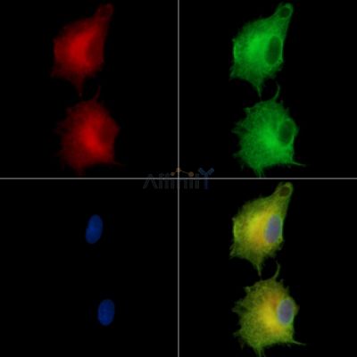 PC1 Antibody - DF14432 staining A549 cells by IF/ICC.