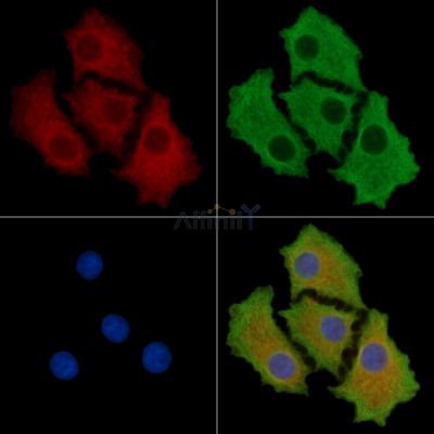 JADE2 Antibody - DF14588 staining HepG2 cells by IF/ICC.
