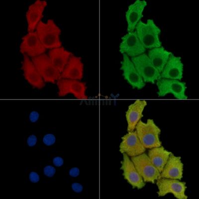 SLC22A7 Antibody - DF14595 staining HepG2 cells by IF/ICC.