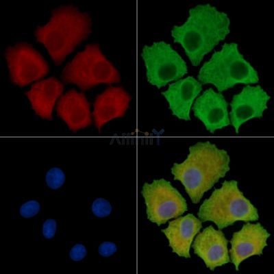 SLC7A14 Antibody - DF14601 staining HepG2 cells by IF/ICC.